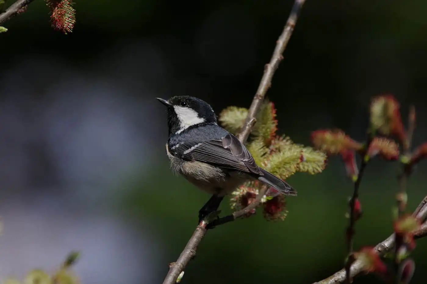 野鳥・ヒガラの高解像写真画像