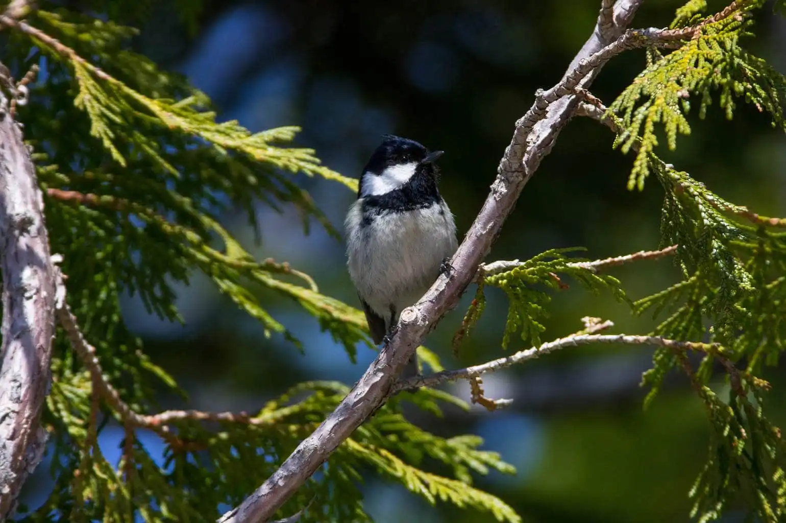 野鳥・ヒガラの写真画像