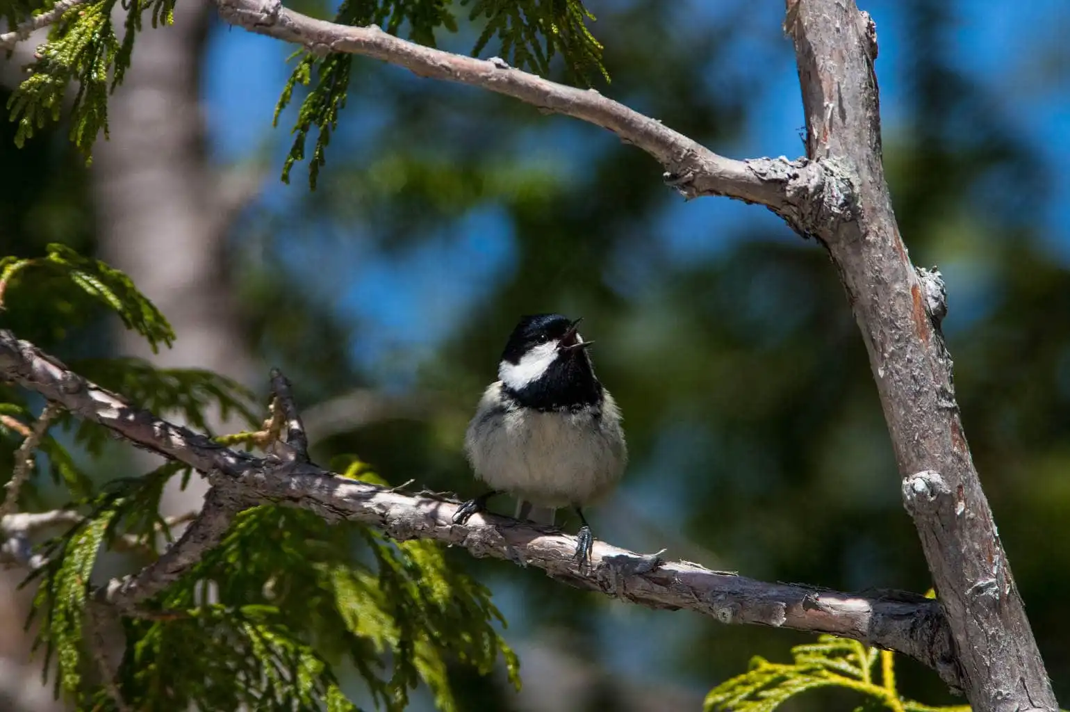 野鳥・ヒガラの写真画像
