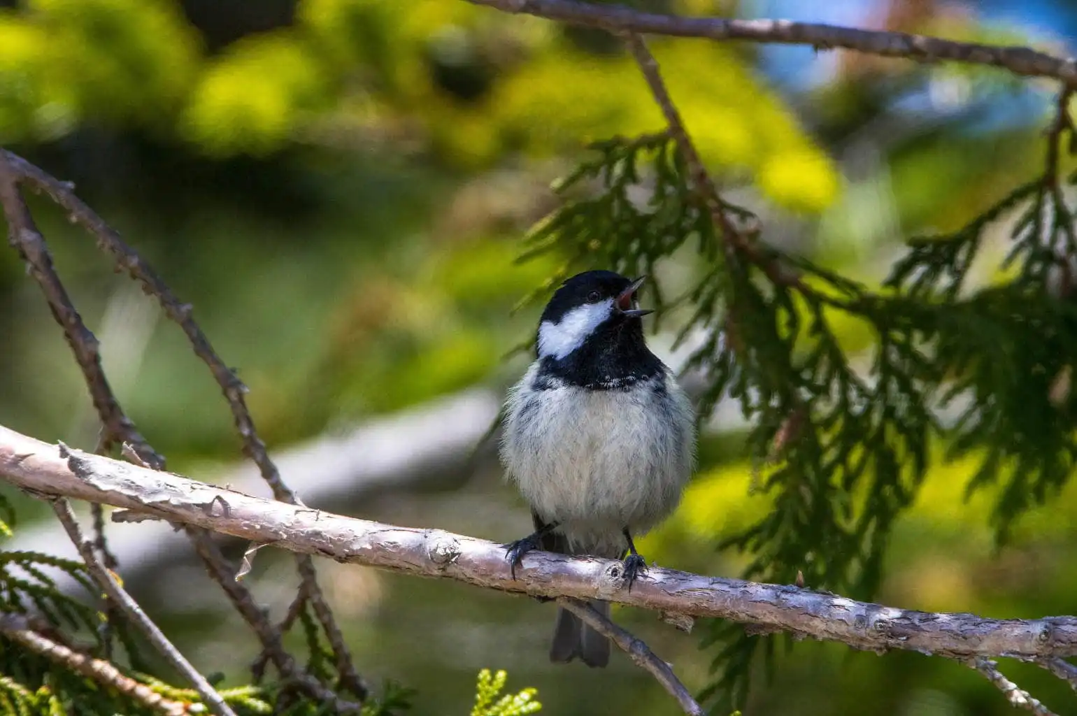 野鳥・ヒガラの写真画像
