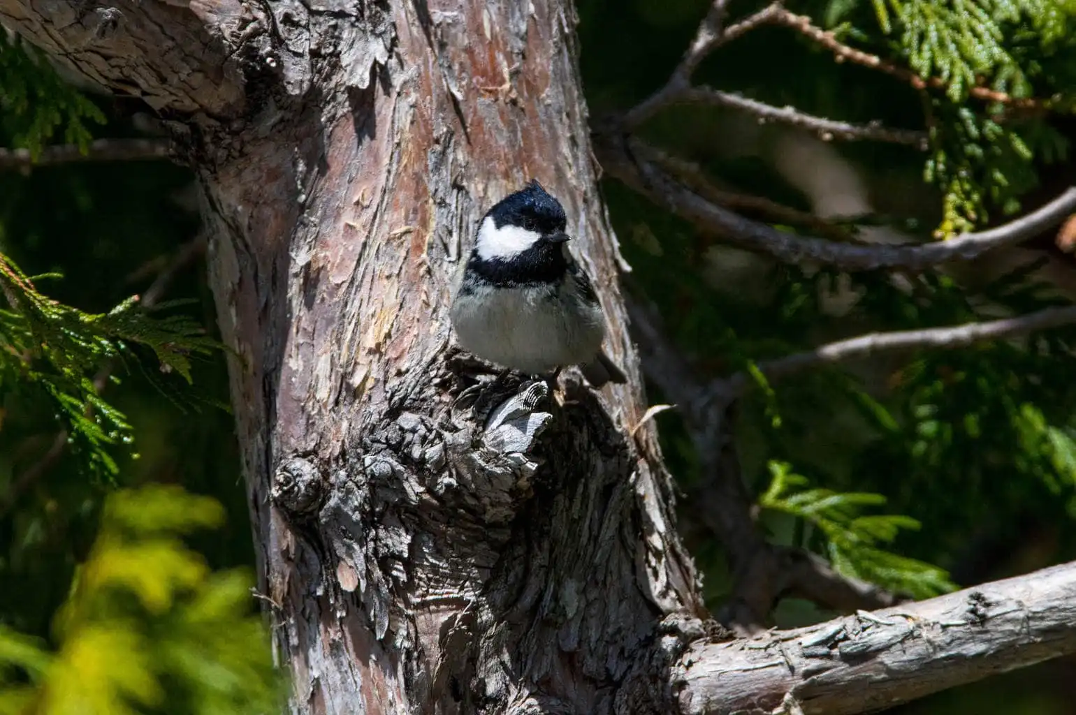 野鳥・ヒガラの写真画像