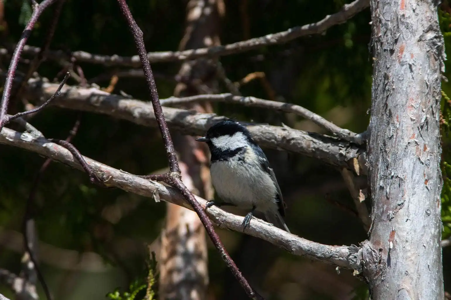 野鳥・ヒガラの写真画像