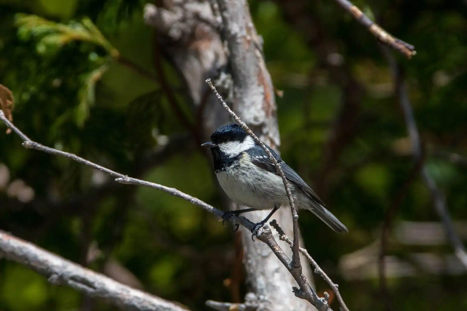 野鳥・ヒガラの写真画像