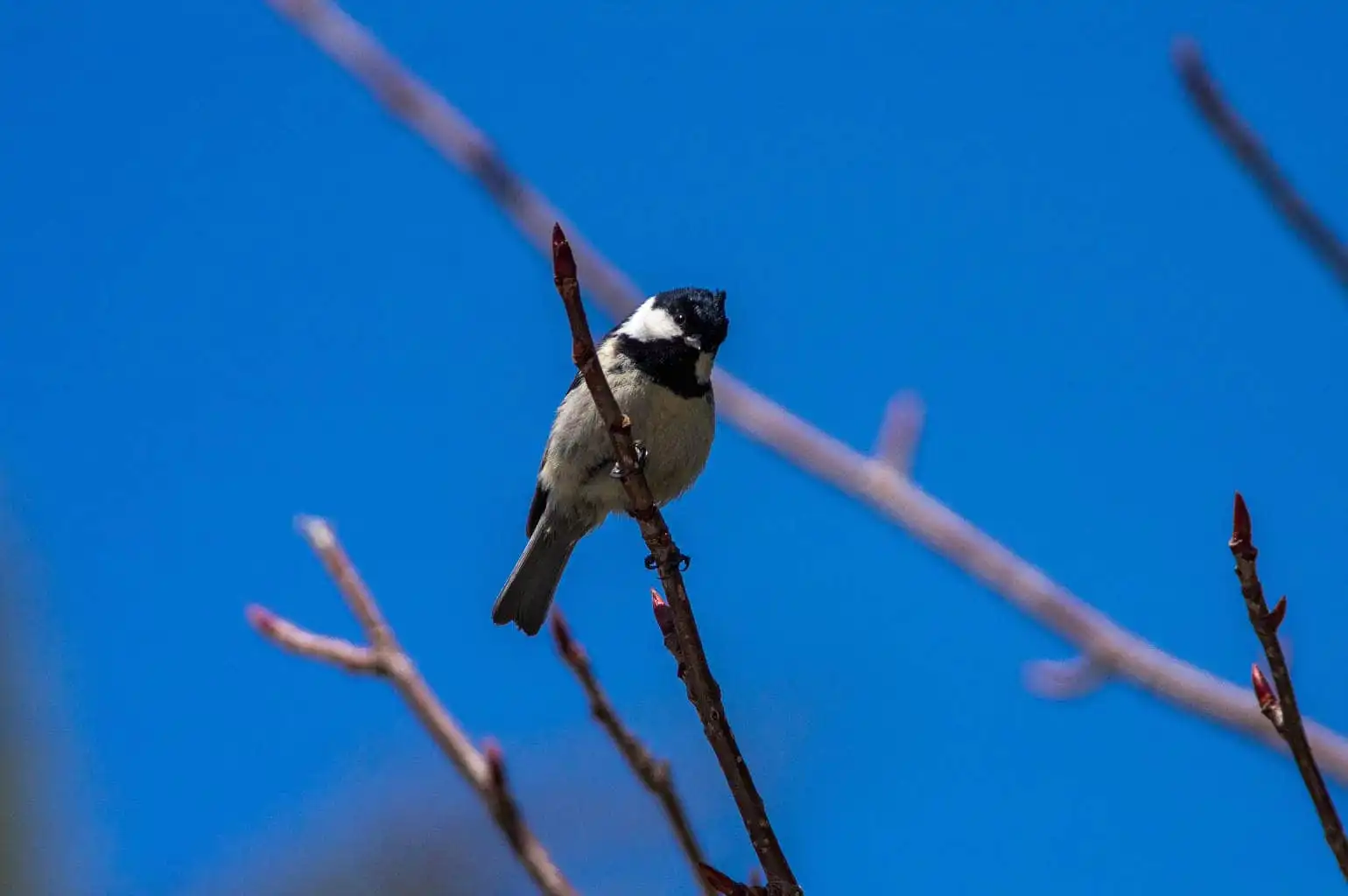 野鳥・ヒガラの写真画像