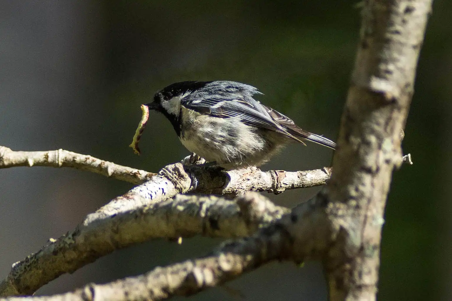 野鳥・ヒガラの写真画像