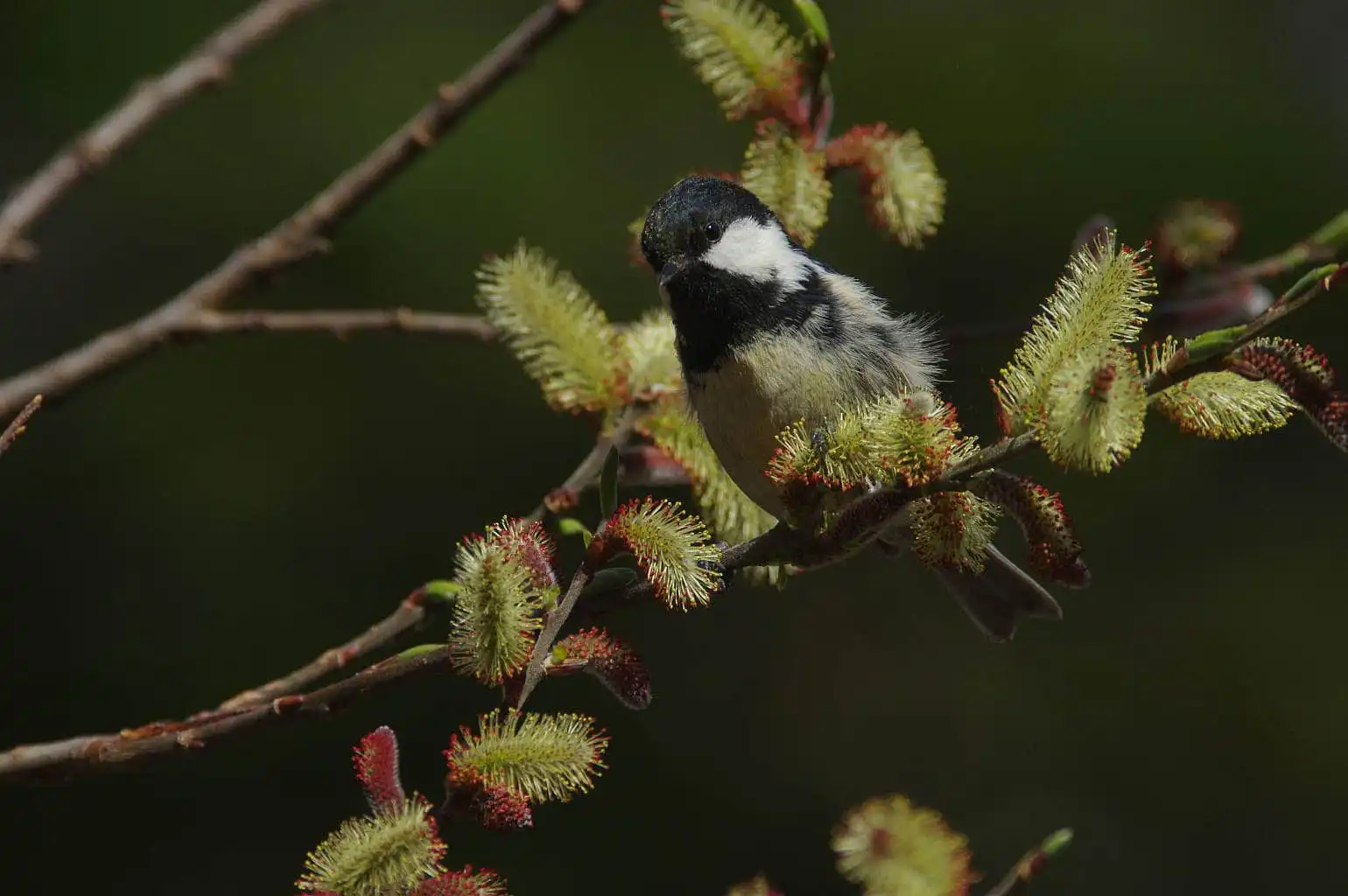 野鳥・ヒガラの写真画像
