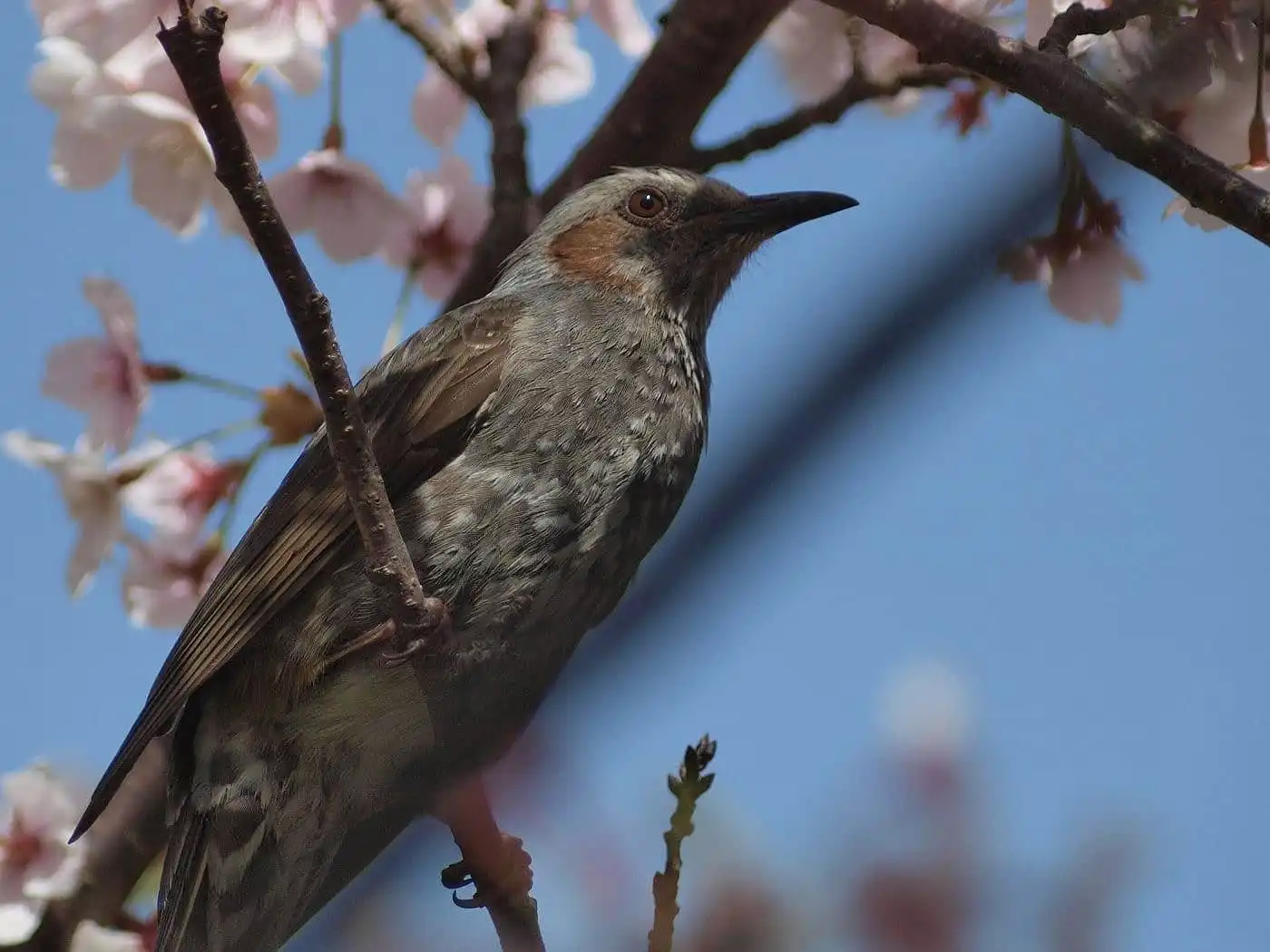桜の花と野鳥・ヒヨドリの写真画像