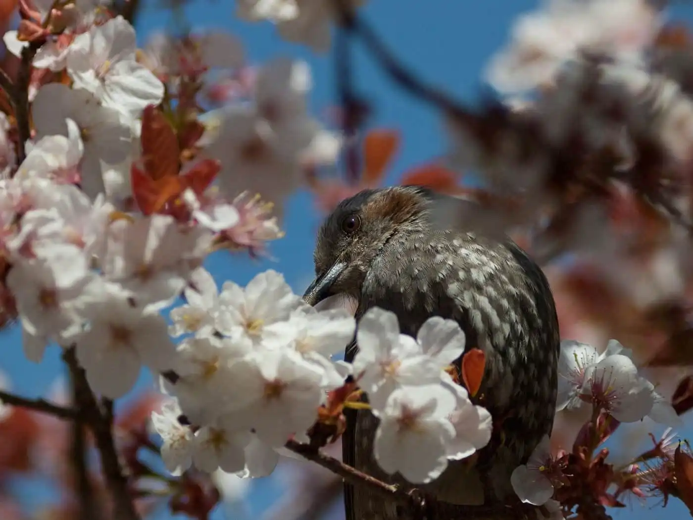 桜の花と野鳥・ヒヨドリの写真画像