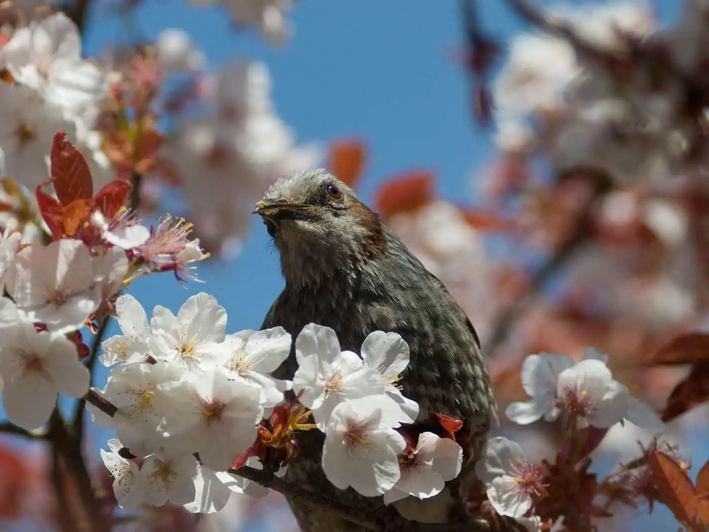 桜の花と野鳥・ヒヨドリの写真画像