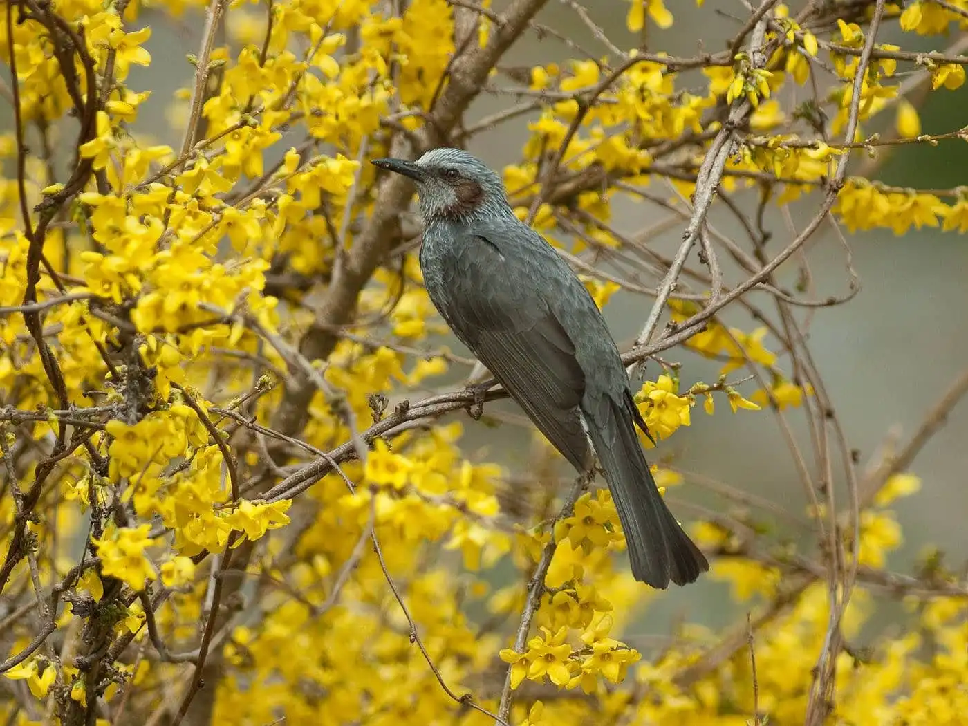 黄色の花がきれいな、野鳥・ヒヨドリの写真画像