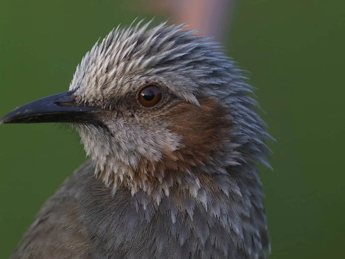 高解像上半身ドアップ撮影、野鳥・ヒヨドリの写真画像