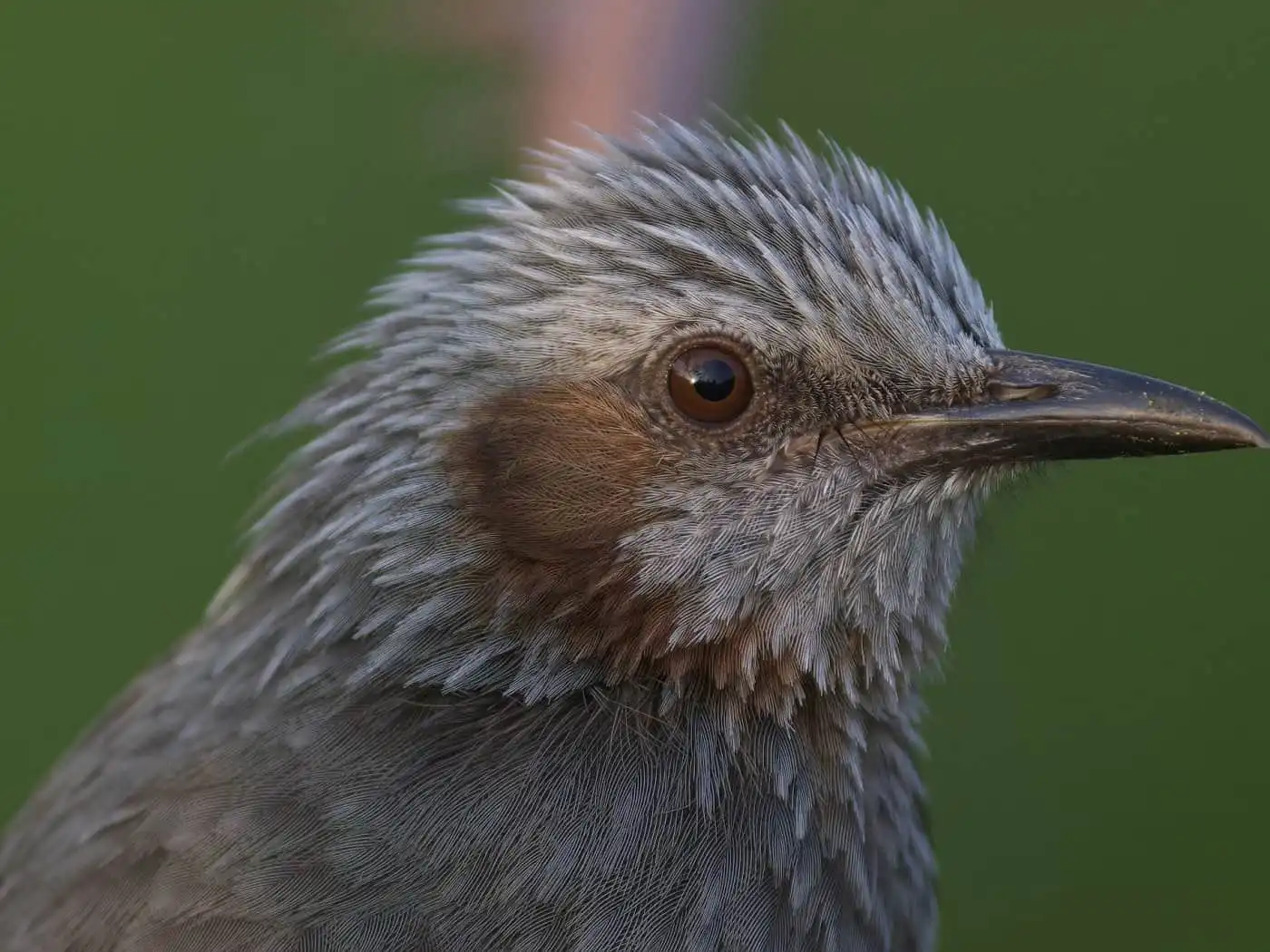 高解像上半身ドアップ撮影、野鳥・ヒヨドリの写真画像
