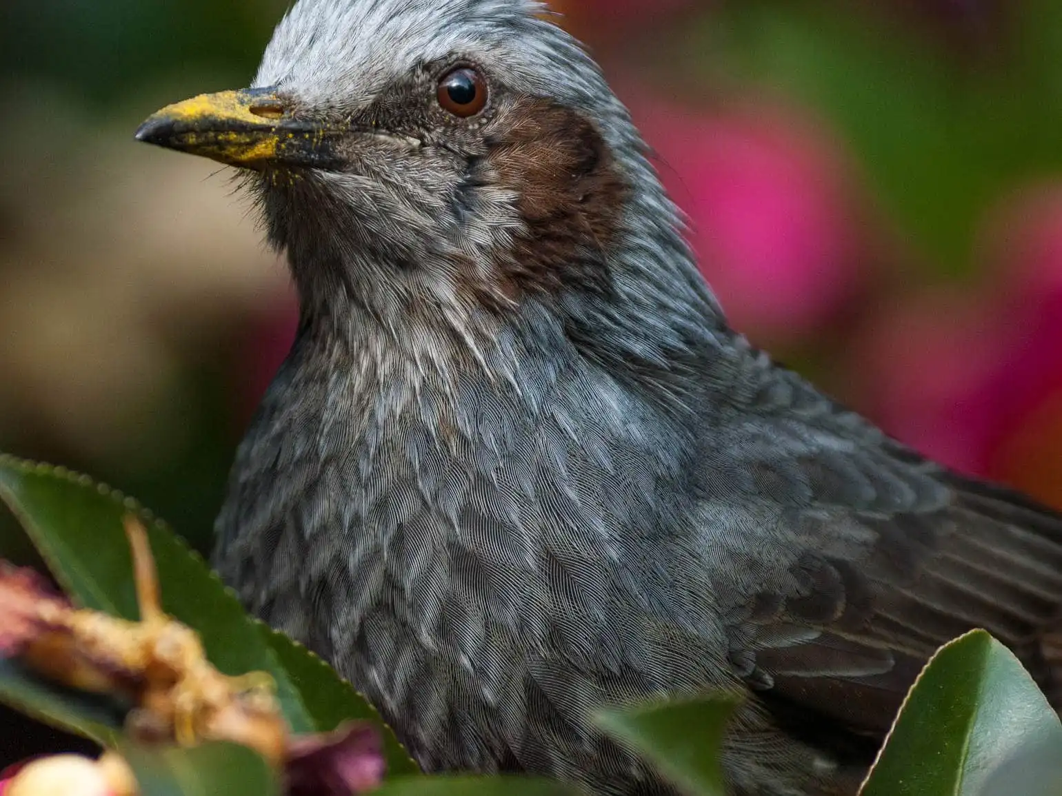 山茶花の花の背景が綺麗な高解像上半身ドアップ撮影、野鳥・ヒヨドリの写真画像