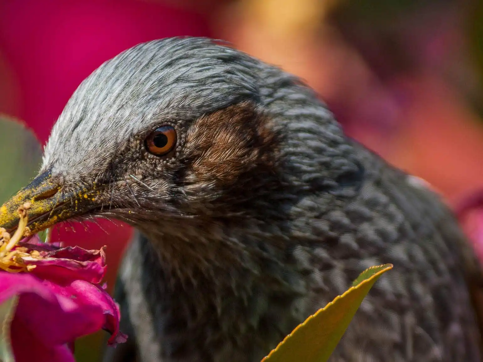 山茶花の花の背景が綺麗な高解像上半身ドアップ撮影、野鳥・ヒヨドリの写真画像