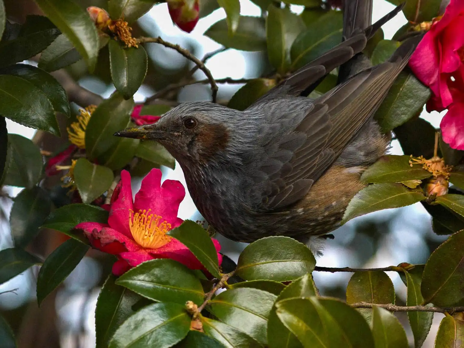 山茶花の花と野鳥・ヒヨドリの写真画像
