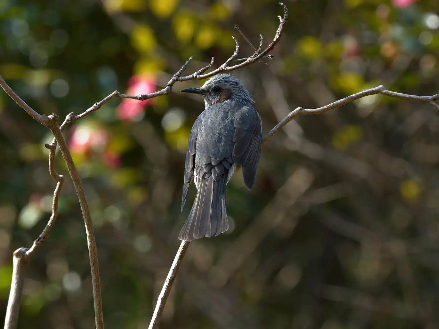 野鳥・ヒヨドリの写真画像