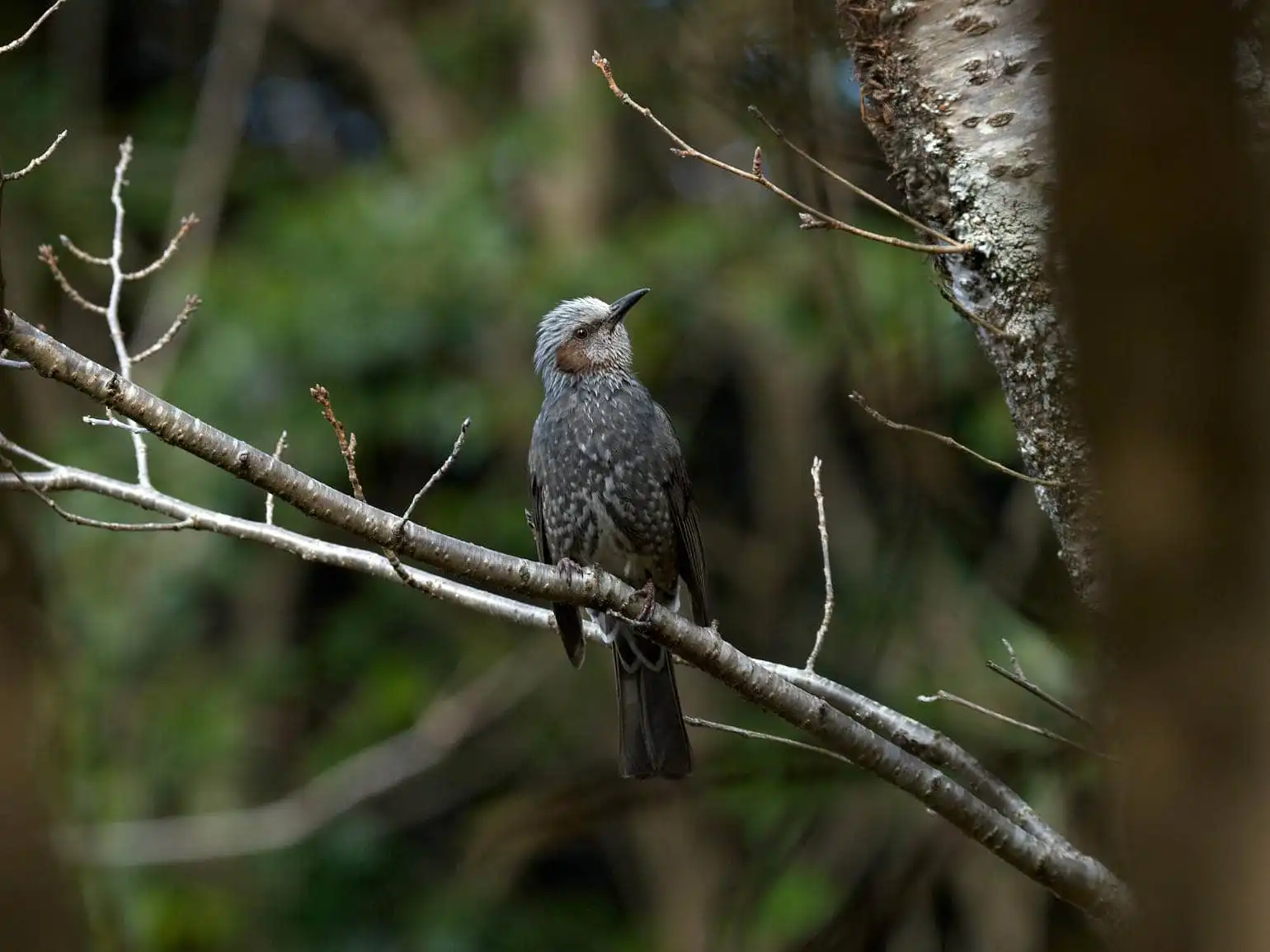 野鳥・ヒヨドリの写真画像