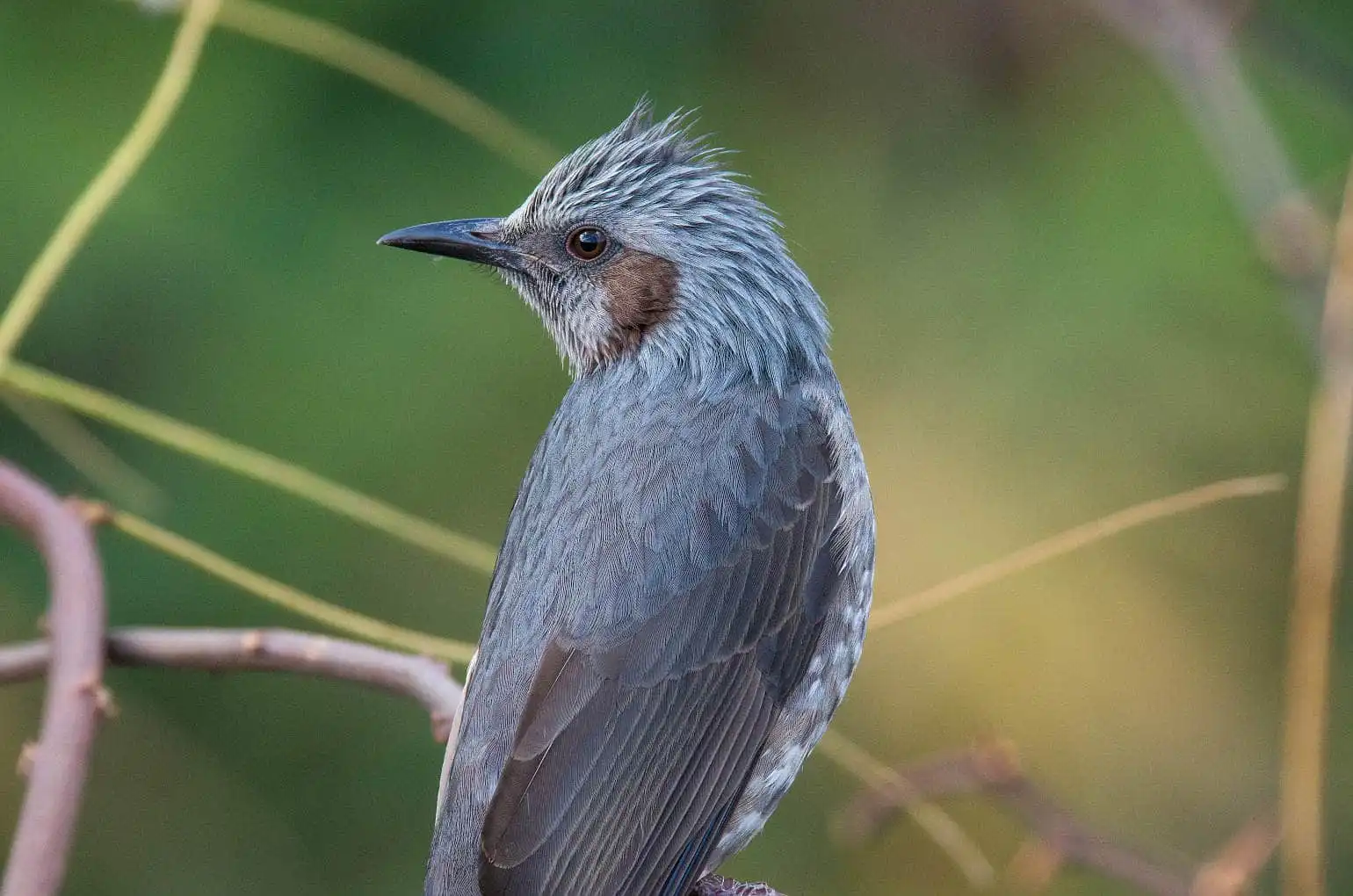 野鳥・ヒヨドリの写真画像