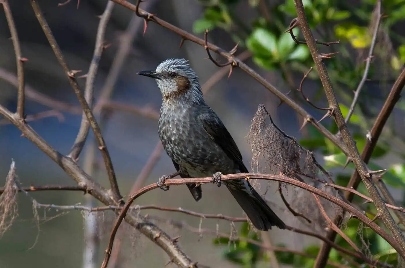野鳥・ヒヨドリの写真画像