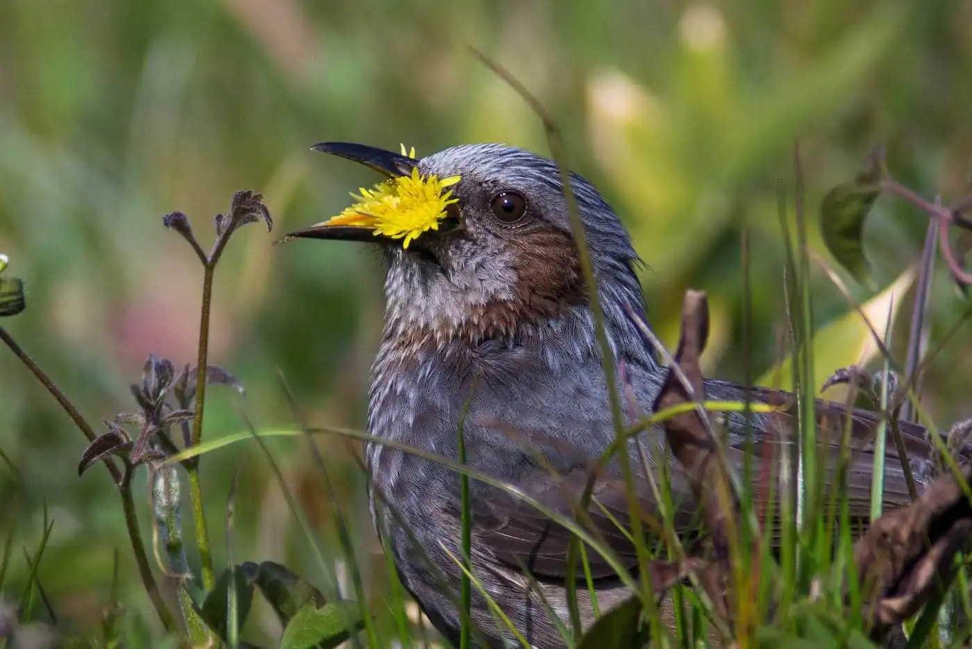 野鳥・ヒヨドリの写真画像