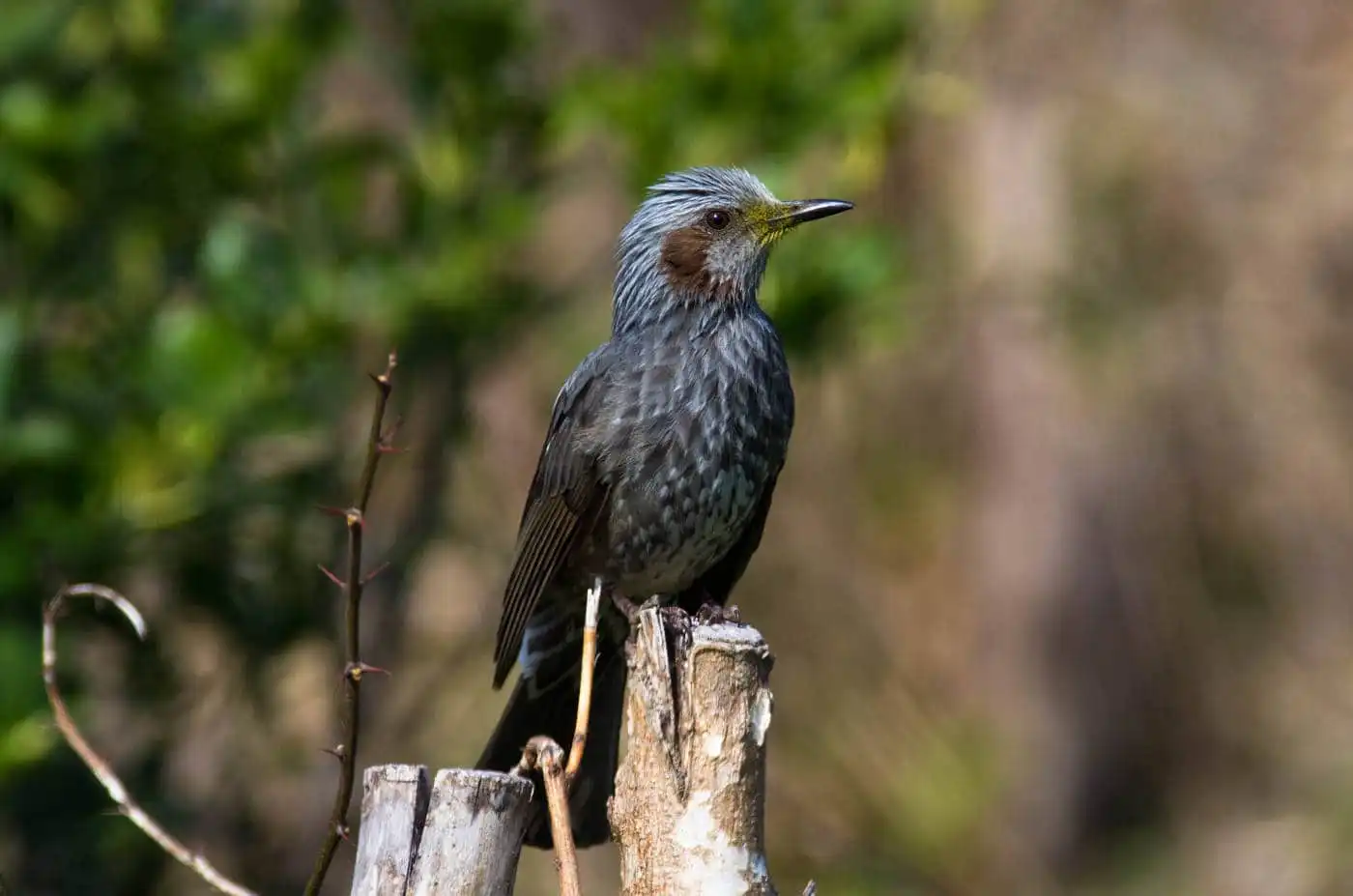 野鳥・ヒヨドリの写真画像