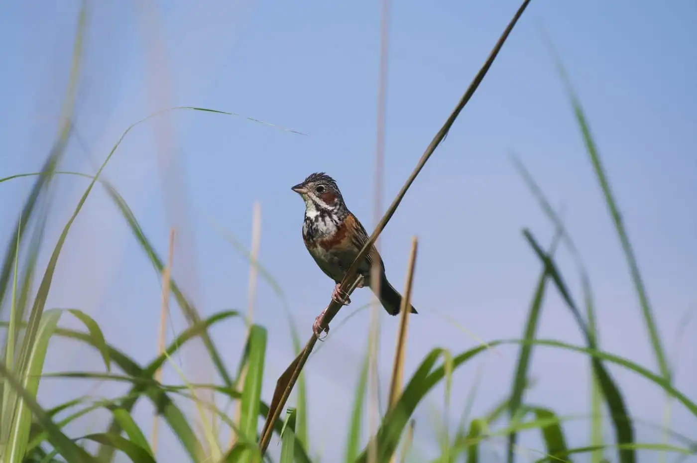 野鳥・ホオアカの写真画像