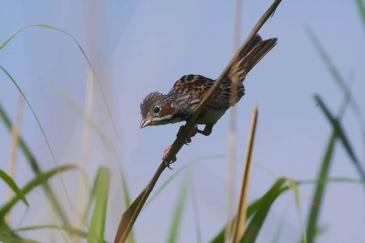 野鳥・ホオアカの写真画像