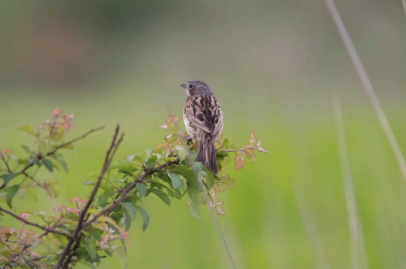 野鳥・ホオアカの写真画像