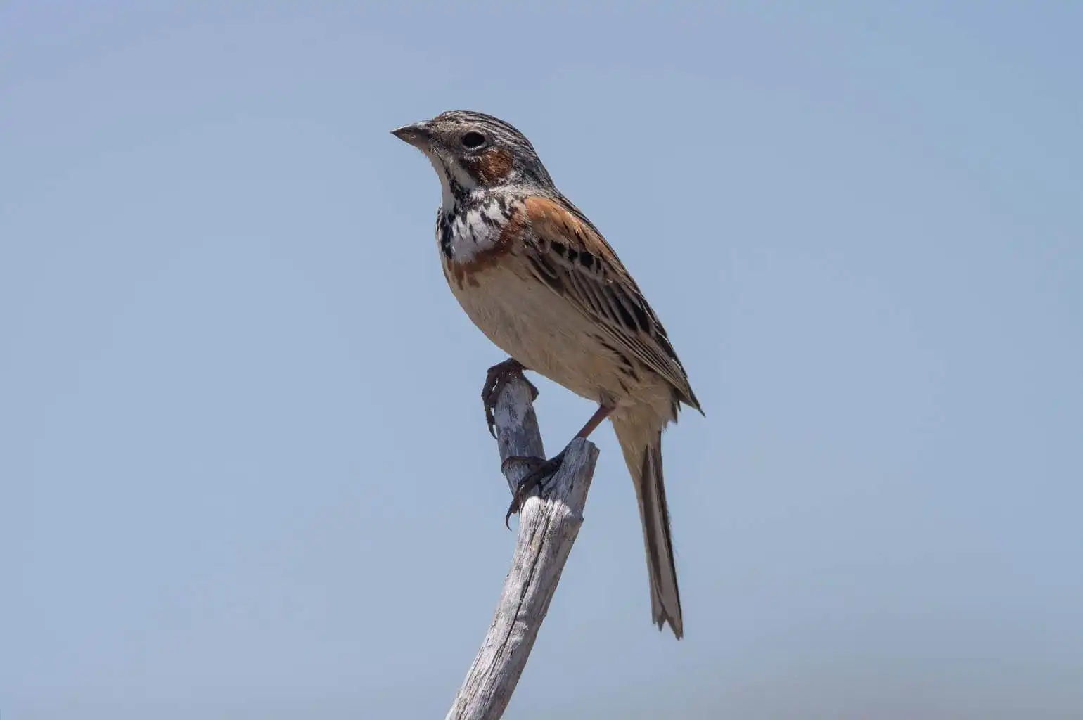 野鳥・ホオアカの写真画像
