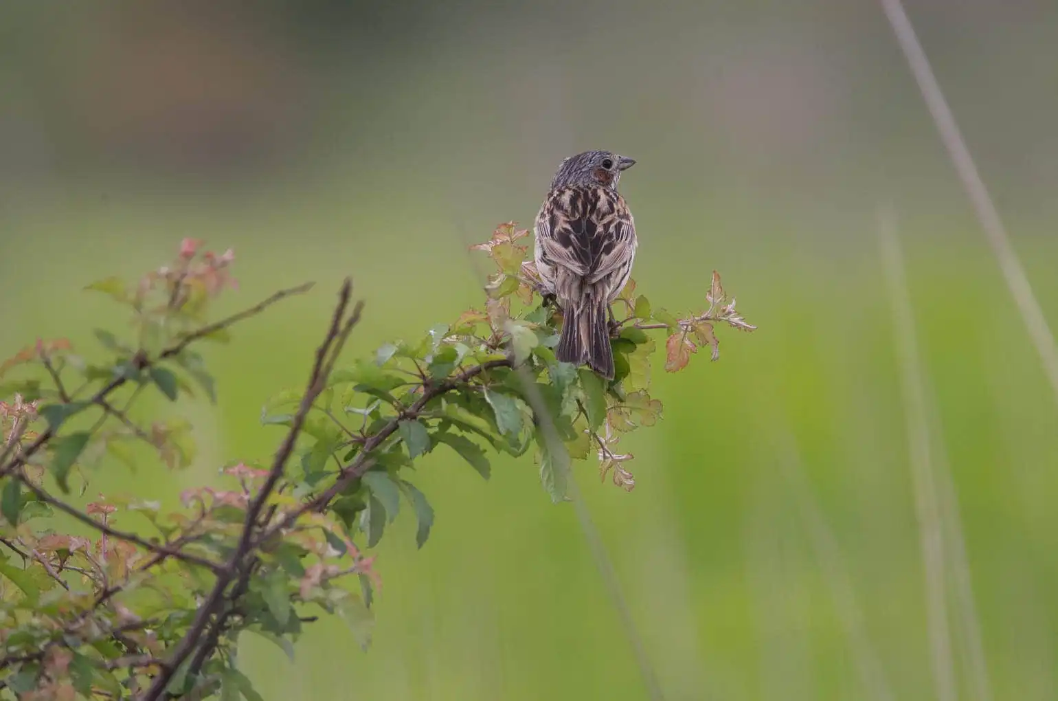野鳥・ホオアカの写真画像