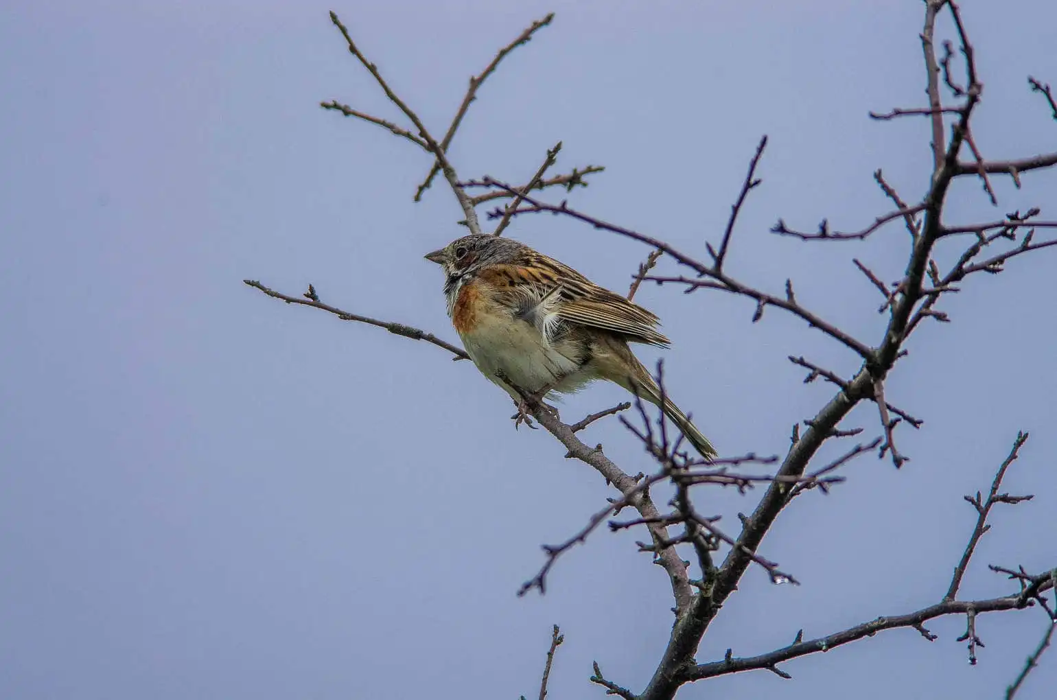 野鳥・ホオアカの写真画像