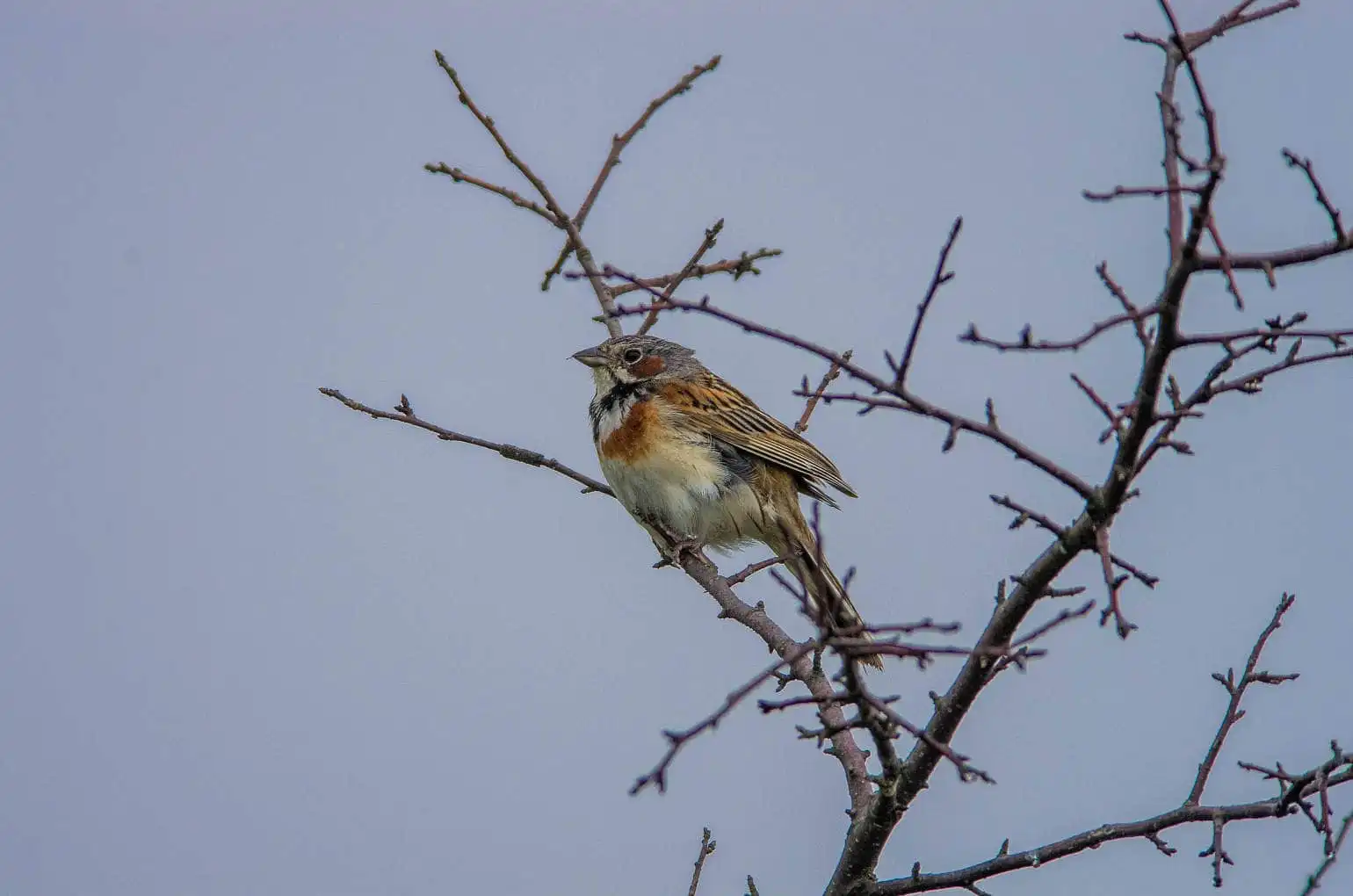 野鳥・ホオアカの写真画像