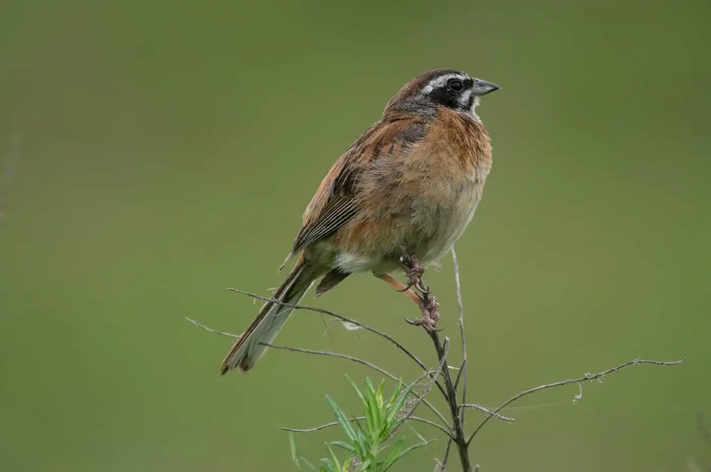 高解像の野鳥・ホオジロの写真画像
