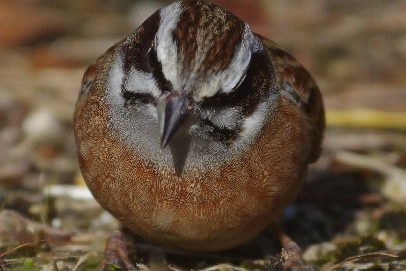 高解像の野鳥・ホオジロの写真画像