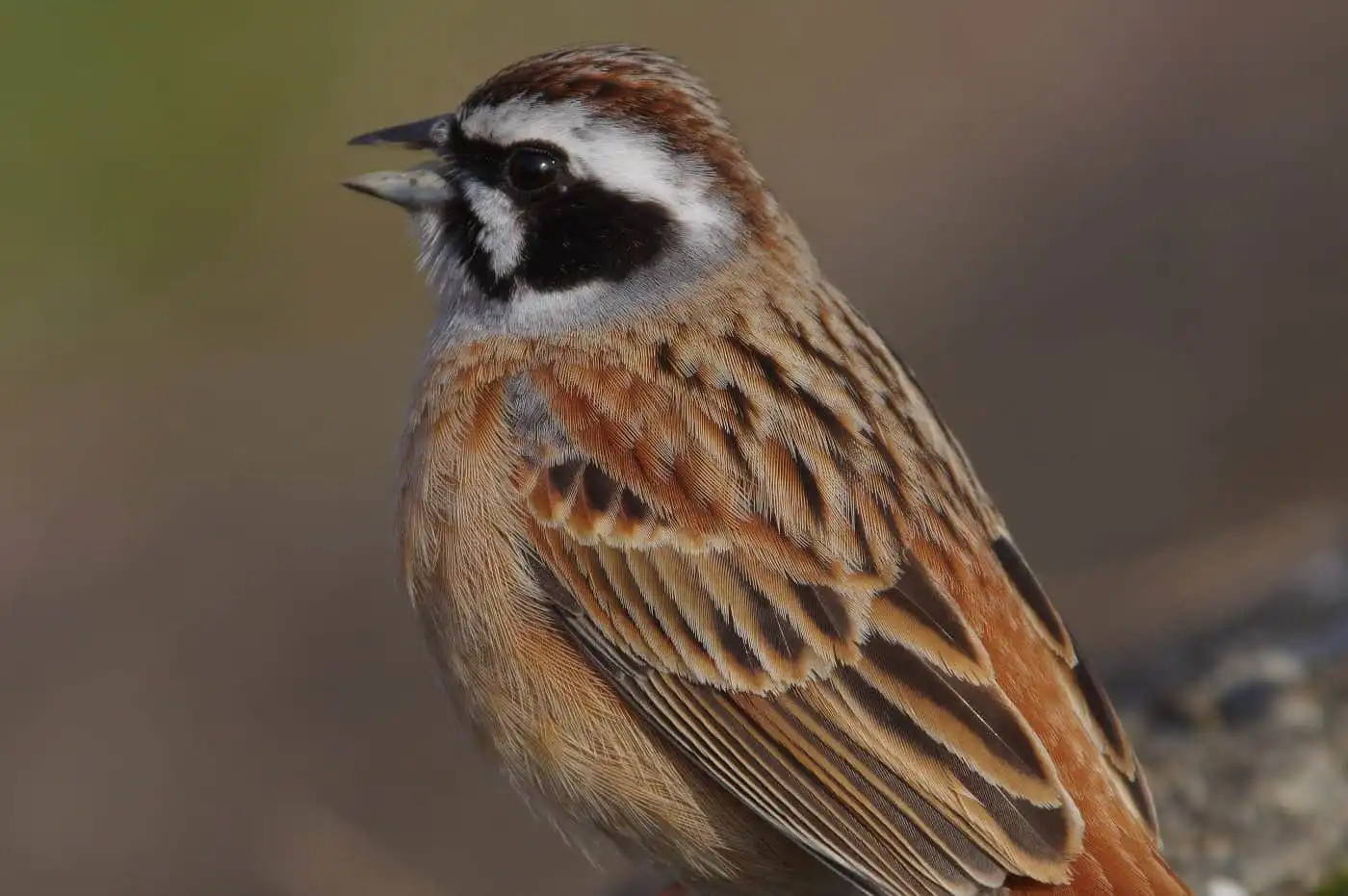 高解像ドアップの野鳥・ホオジロの写真画像