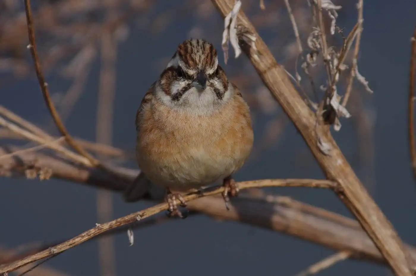 高解像ドアップの野鳥・ホオジロの写真画像