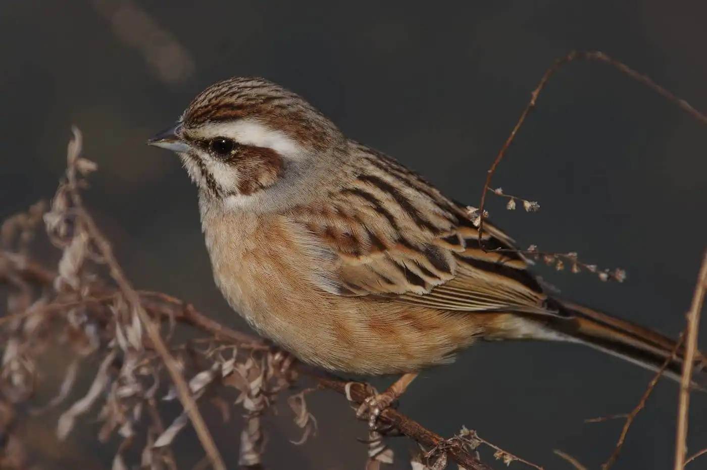 高解像の野鳥・ホオジロの写真画像
