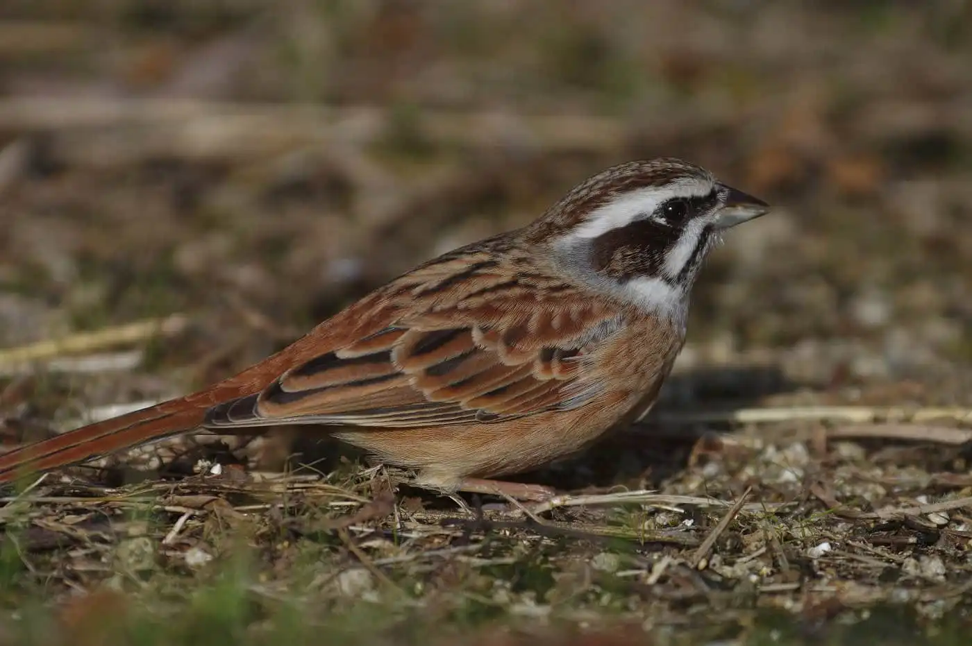 高解像の野鳥・ホオジロの写真画像