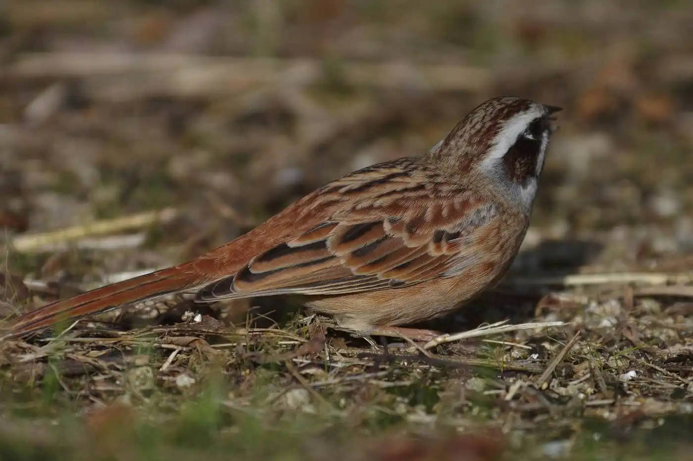 高解像の野鳥・ホオジロの写真画像