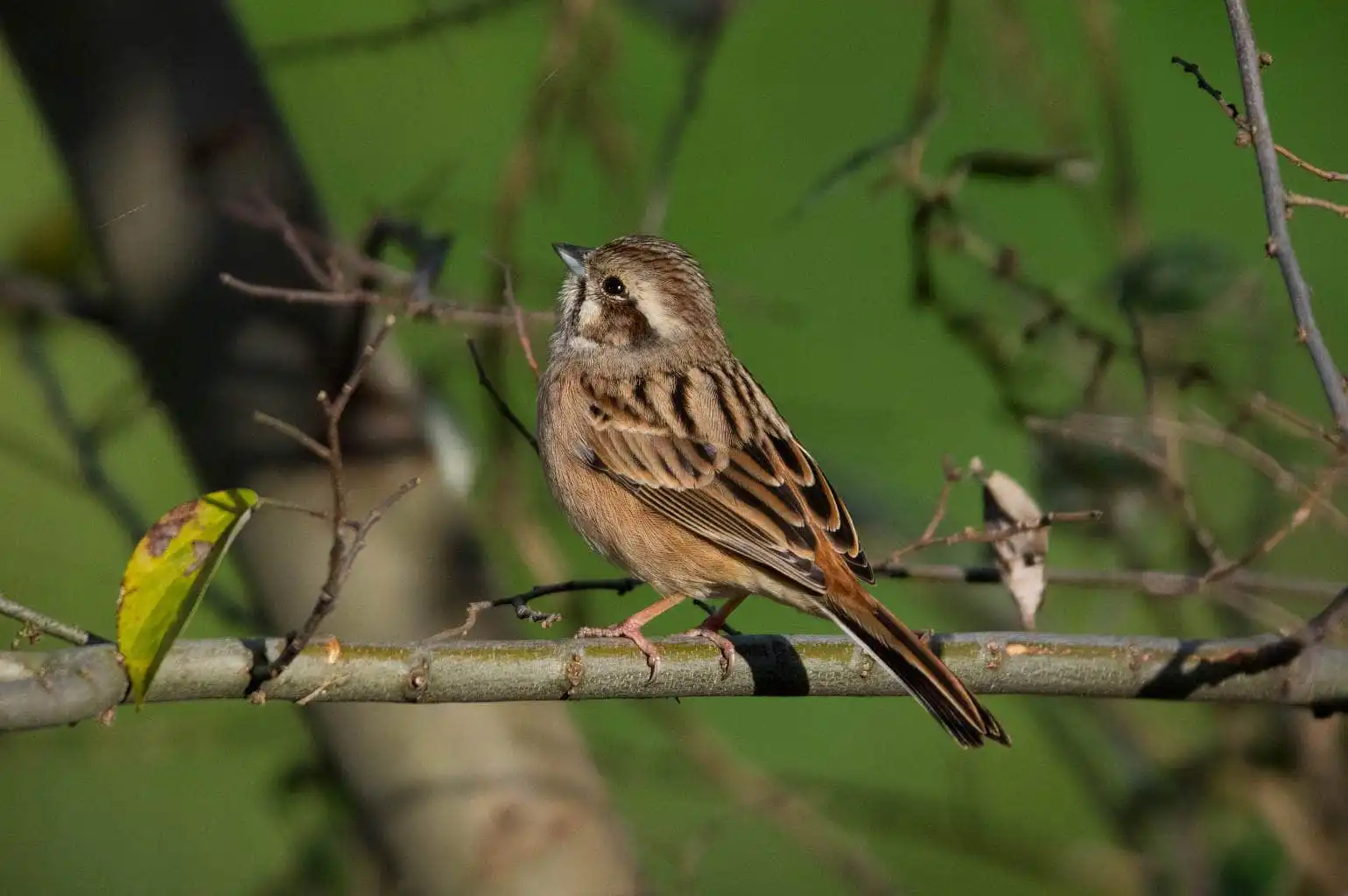 野鳥・ホオジロの写真画像
