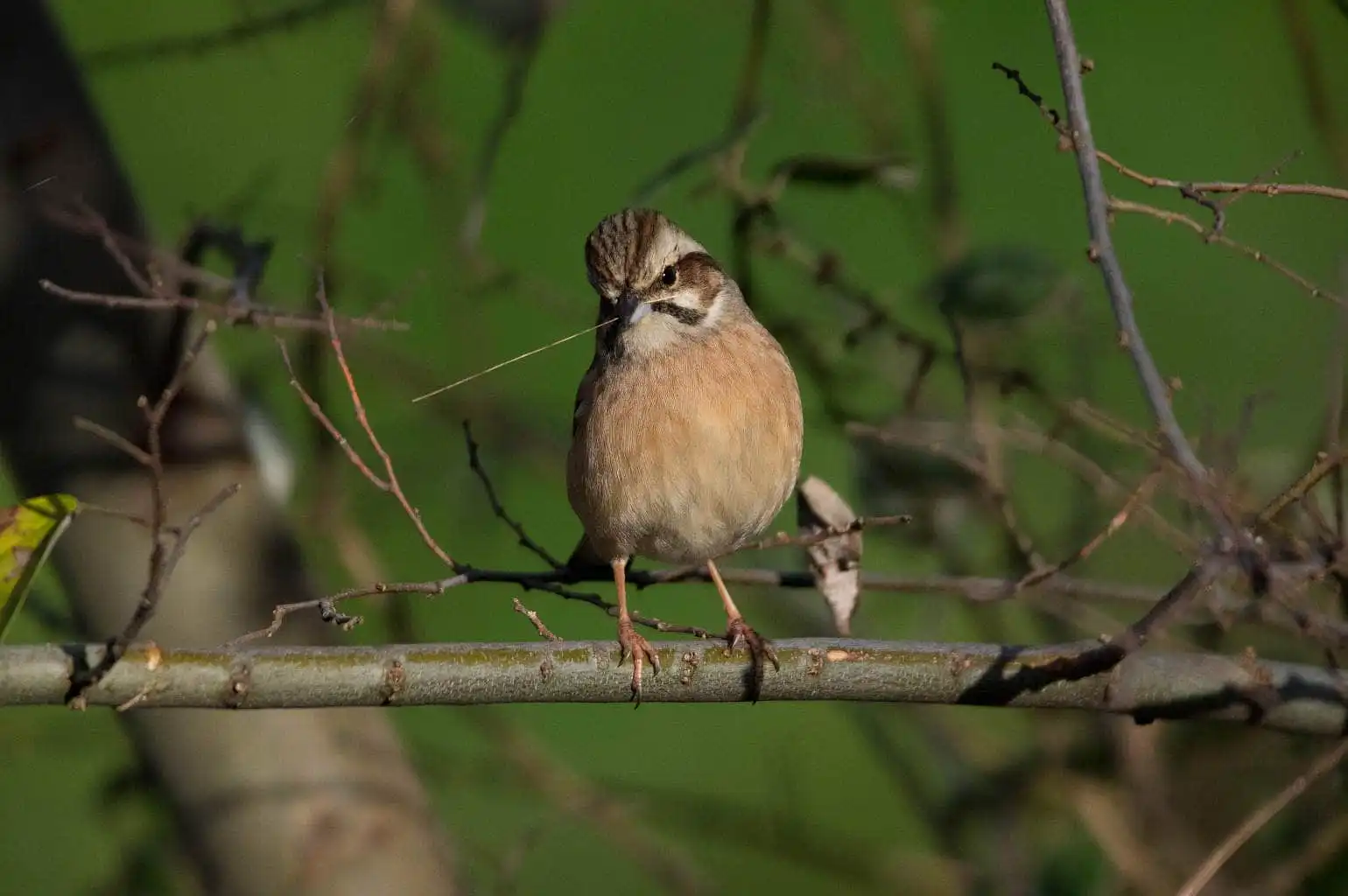 野鳥・ホオジロの写真画像