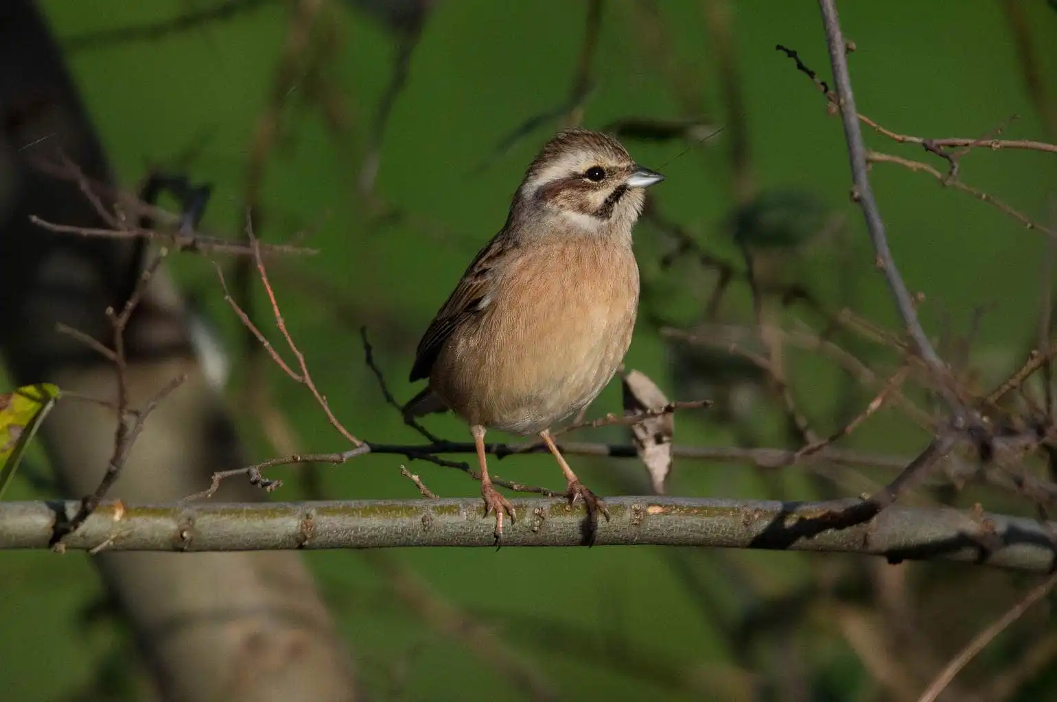 野鳥・ホオジロの写真画像