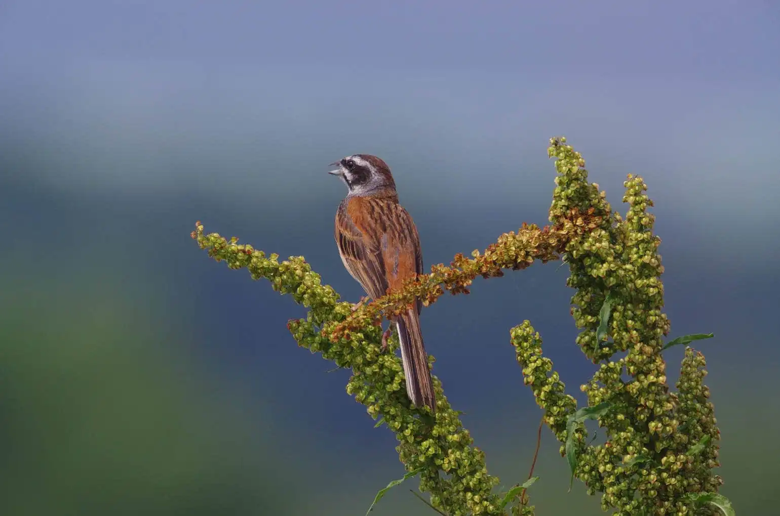 綺麗な背景の野鳥・ホオジロの写真画像