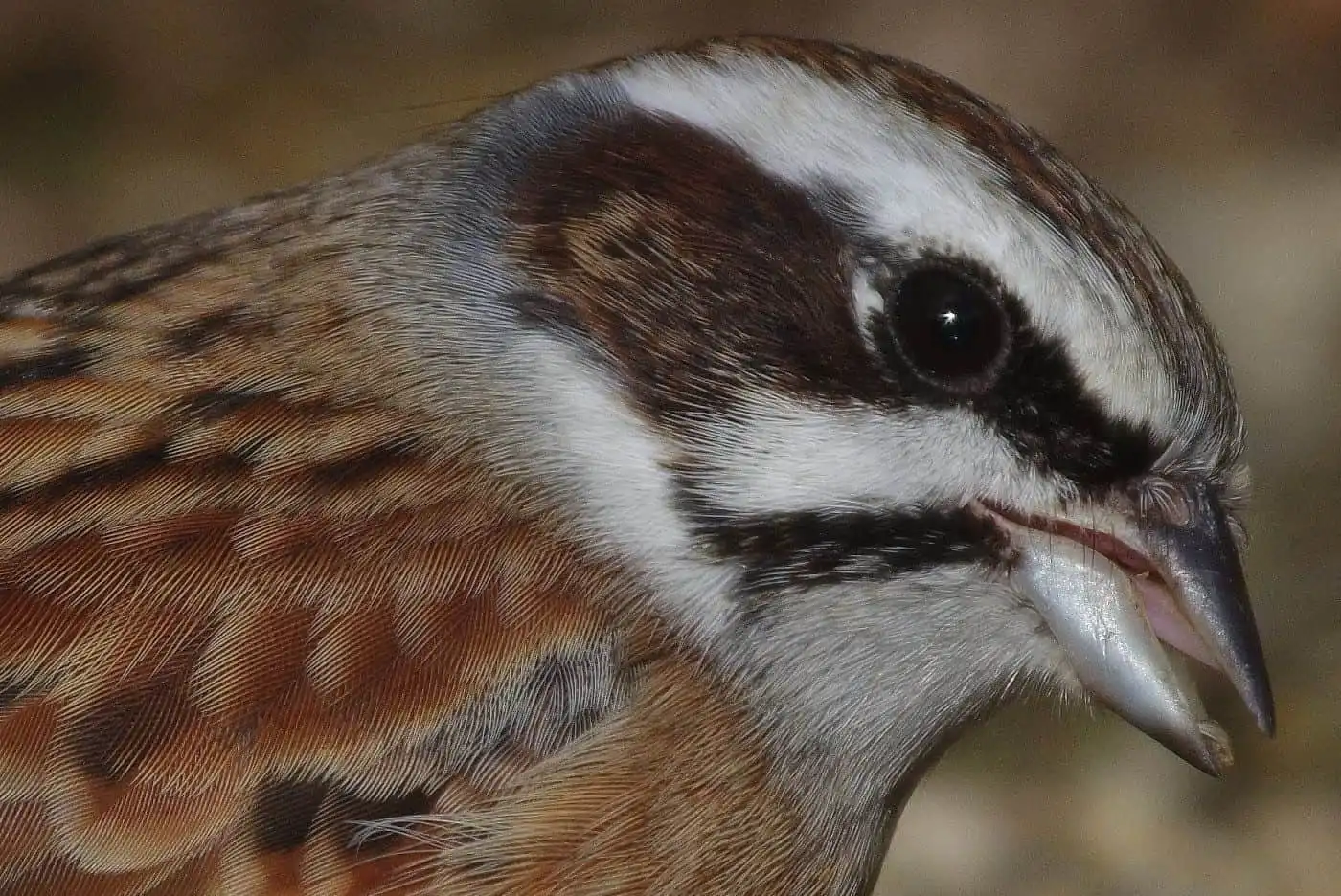 高解像の野鳥・ホオジロの写真画像
