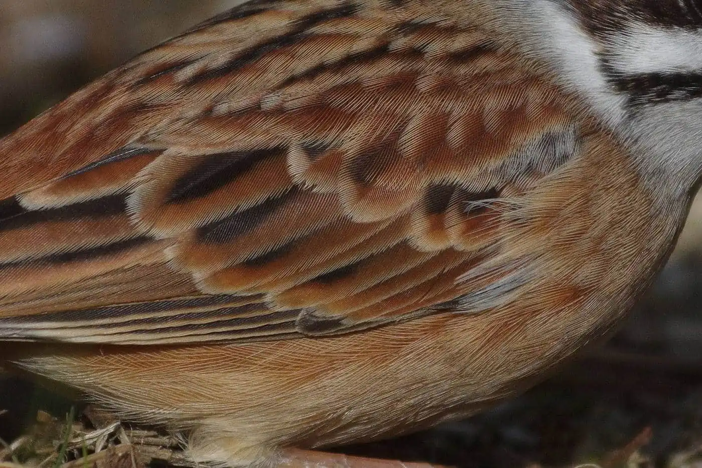 高解像の野鳥・ホオジロの写真画像