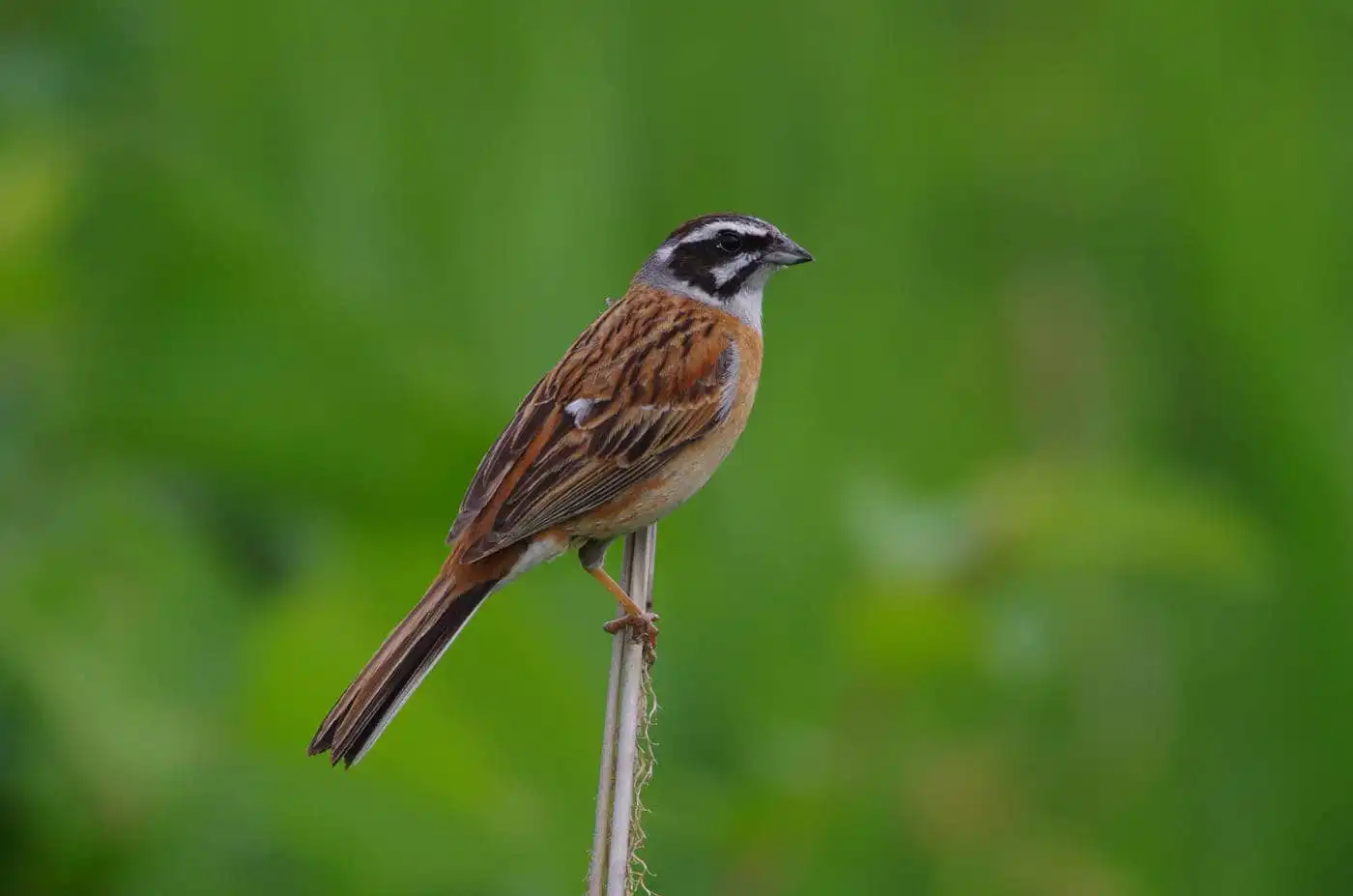 高解像の野鳥・ホオジロの写真画像