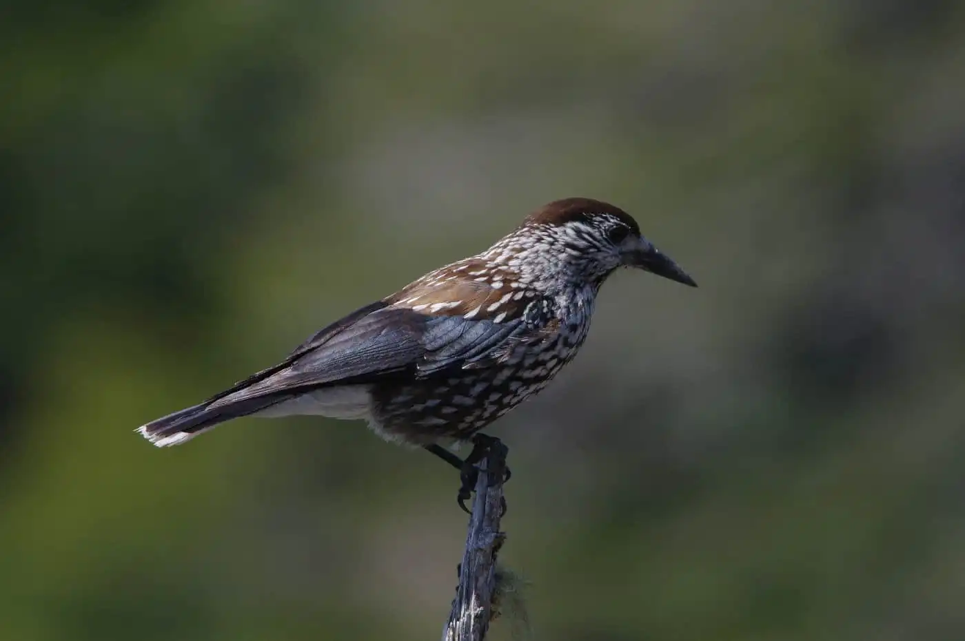 野鳥・ホシガラスの写真画像