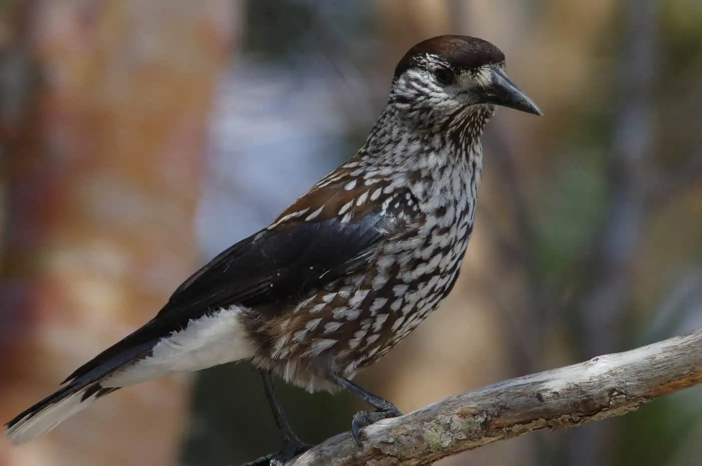 野鳥・ホシガラスの写真画像