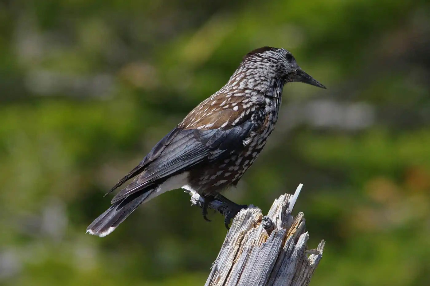 野鳥・ホシガラスの写真画像