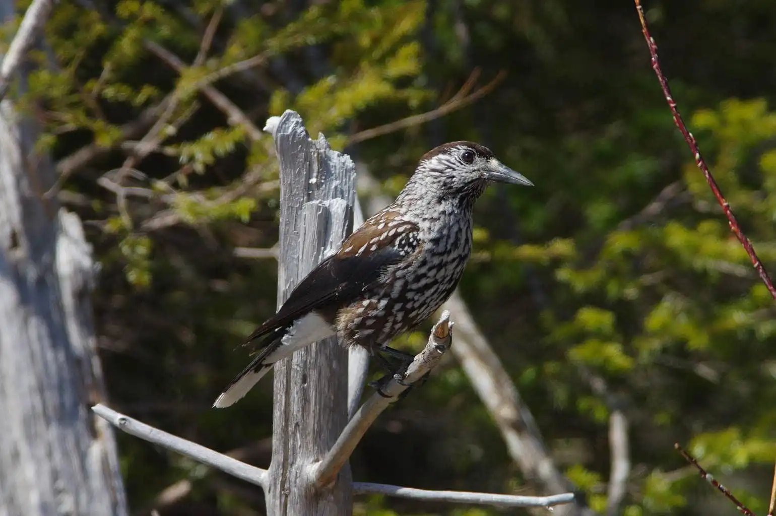 野鳥・ホシガラスの写真画像